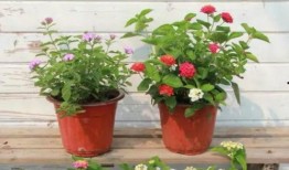 恩施英才爆料事件视频最新,揭秘事件背后真相