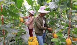 在景区吃瓜的网红是谁,揭秘在景区吃瓜的网红传奇